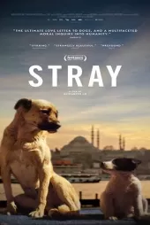 Stray izle