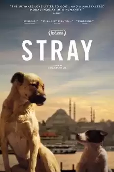 Stray izle